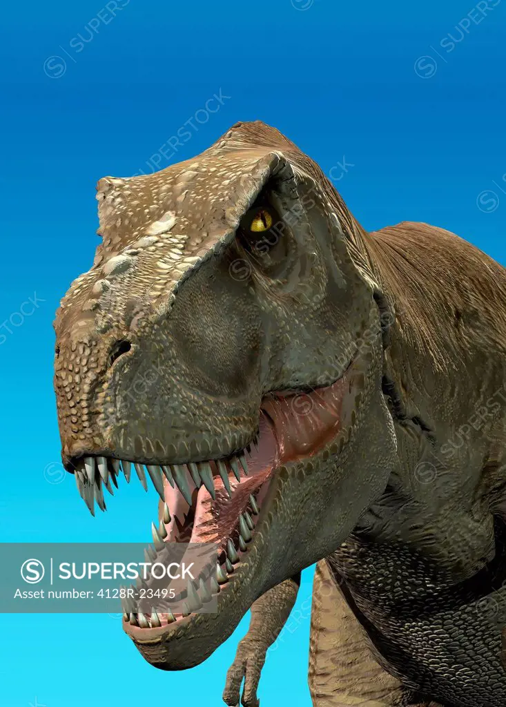 Tyrannosaurus rex dinosaur, artwork. T.rex was one of the largest carnivorous dinosaurs, measuring 5 metres tall and weighing 7 tonnes. It lived in No...