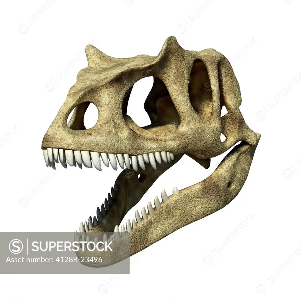 Allosaurus dinosaur skull, computer artwork. Allosaurs were large carnivorous reptiles that lived during the late Jurassic period 155 to 145 million y...