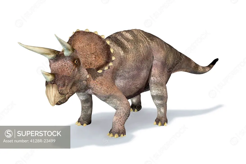 Triceratops dinosaur, computer artwork. This herbivorous dinosaur lived during the Cretaceous period.