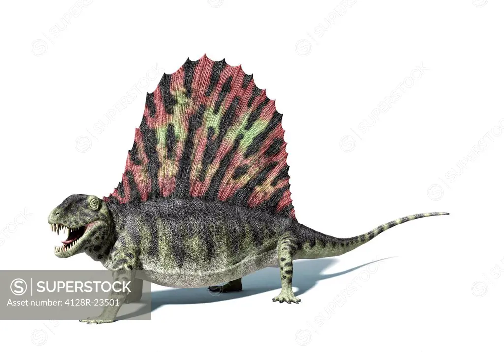 Dimetrodon, computer artwork. Dimetrodon were the dominant land predators that lived around 270 million years ago, during the Early Permian Period, an...