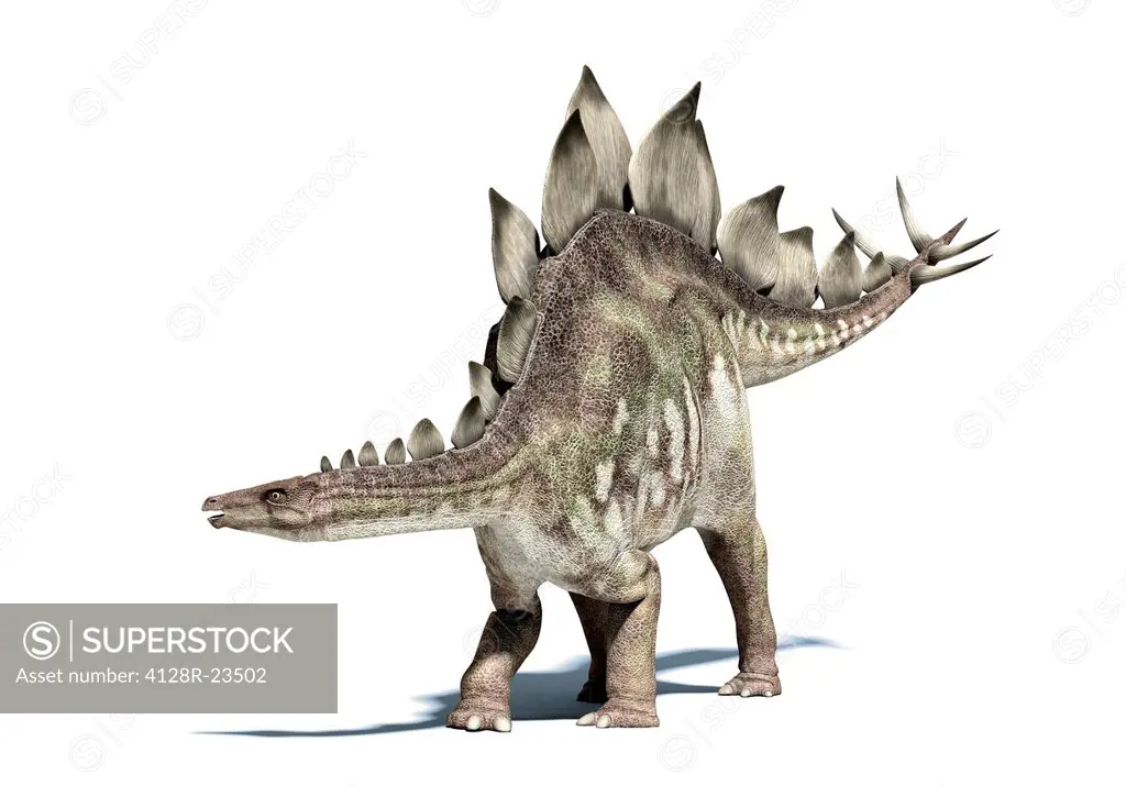 Stegosaurus dinosaur, computer artwork. This herbivorous dinosaur lived during the Upper Jurassic period, 155 to 144 million years ago. Stegosaurus fo...