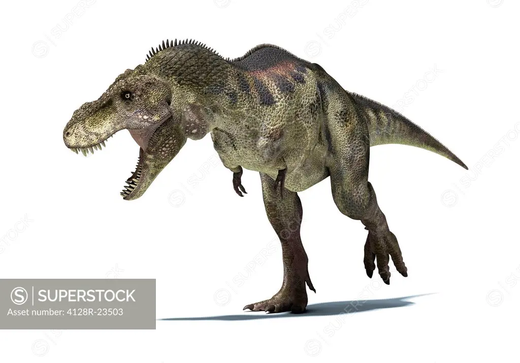 Tyrannosaurus rex dinosaur, artwork. T.rex was one of the largest carnivorous dinosaurs, measuring 5 metres tall and weighing 7 tonnes. It lived in No...
