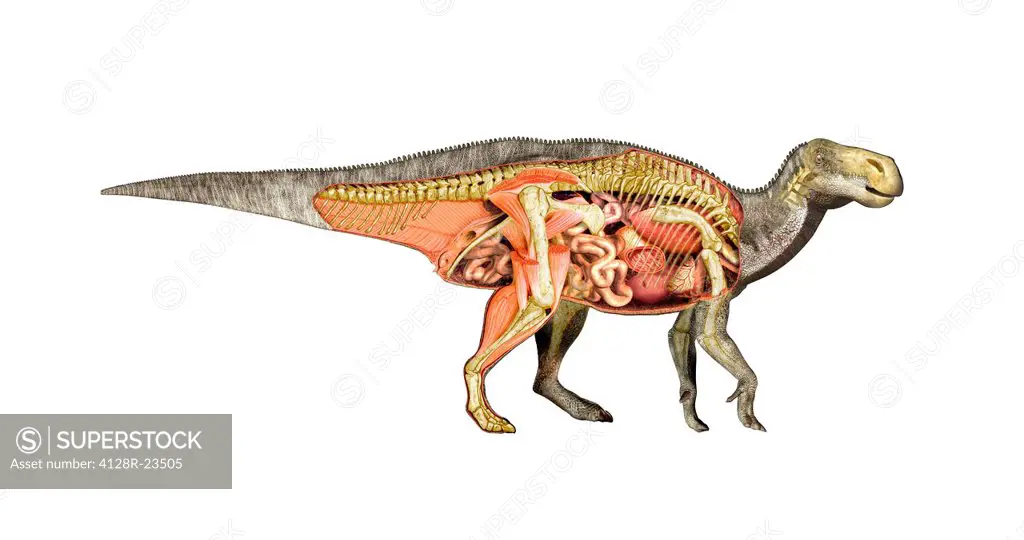 Iguanodon anatomy, computer artwork. Iguanodon was one of the most widespread dinosaurs, and fossils have been found in many regions, including Europe...