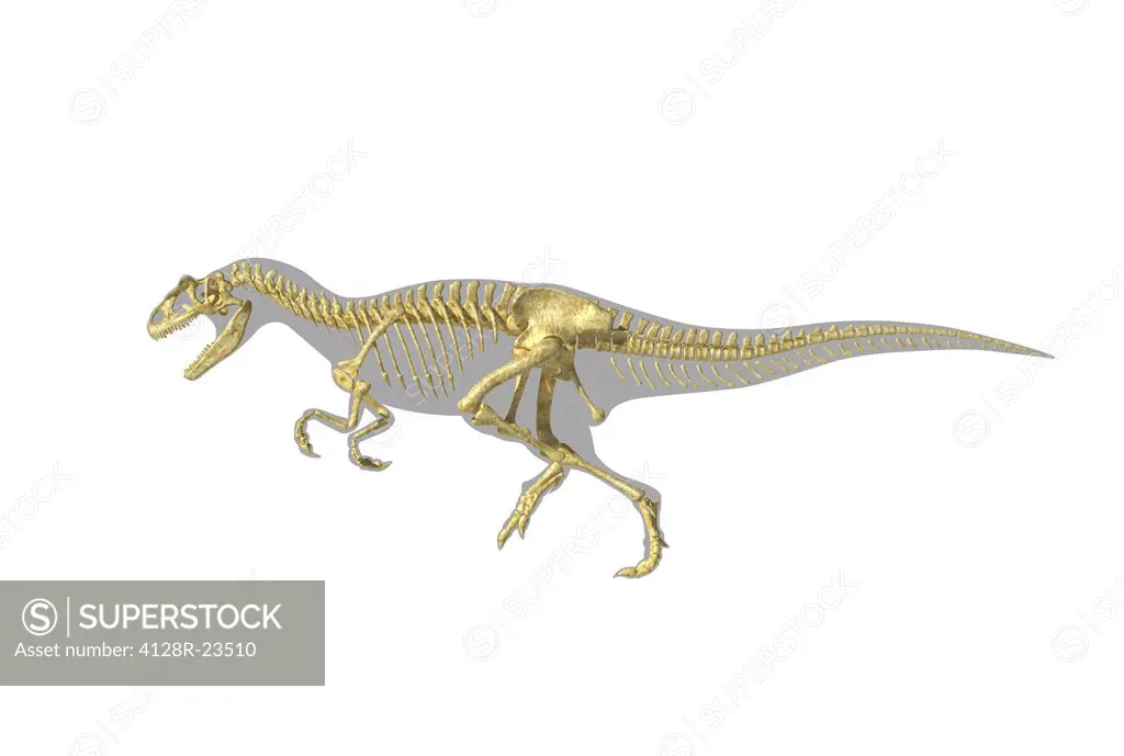 Allosaurus dinosaur skeleton, computer artwork. Allosaurs were large carnivorous reptiles that lived during the late Jurassic period 155 to 145 millio...