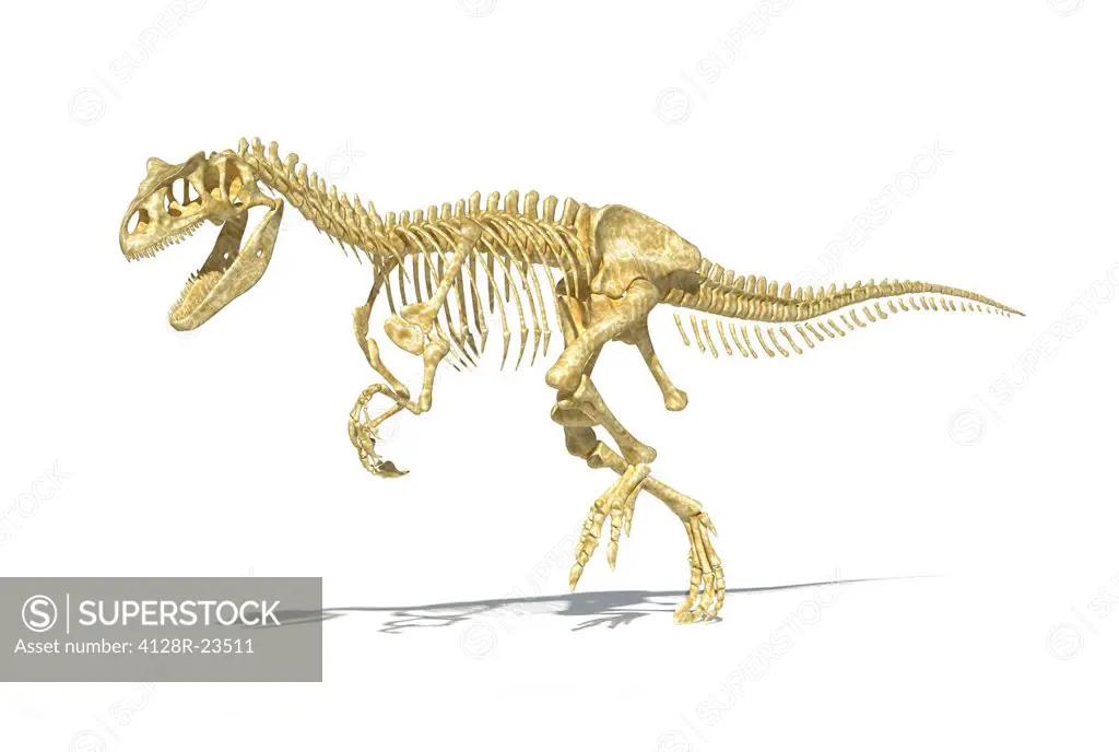 Allosaurus dinosaur skeleton, computer artwork. Allosaurs were large carnivorous reptiles that lived during the late Jurassic period 155 to 145 millio...