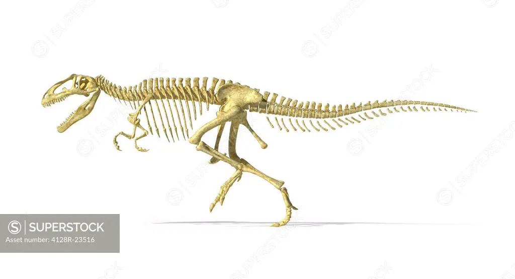 Giganotosaurus dinosaur skeleton, artwork. This dinosaur was one of the largest predatory dinosaurs, living around 110_100 million years ago in the Cr...