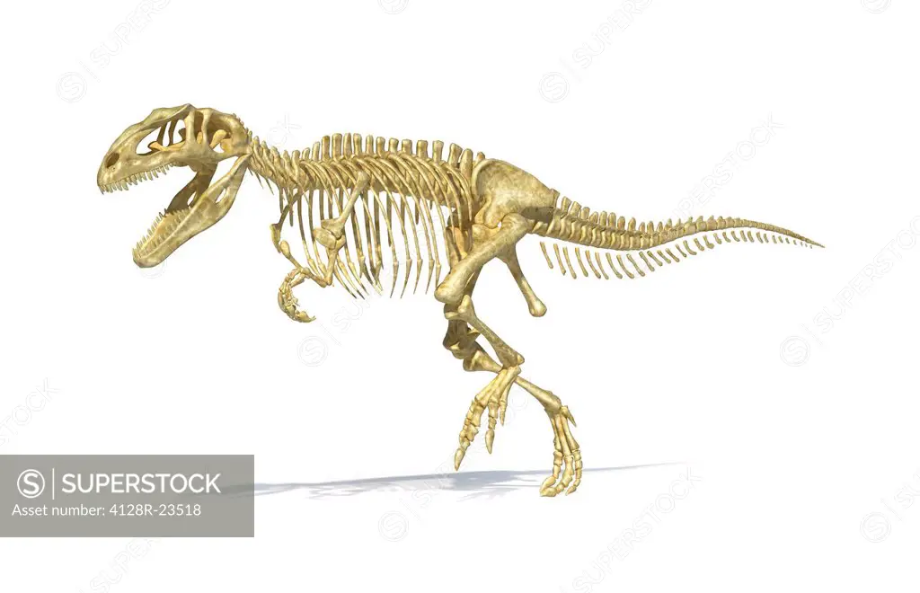 Giganotosaurus dinosaur skeleton, artwork. This dinosaur was one of the largest predatory dinosaurs, living around 110_100 million years ago in the Cr...