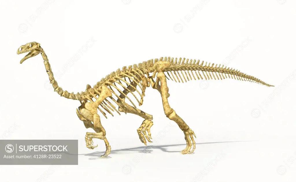Plateosaurus dinosaur skeleton, computer artwork. This herbivorous dinosaur lived in Germany, France and Switzerland during the Norian stage of the La...