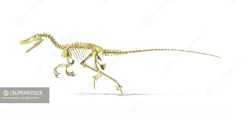 Velociraptor dinosaur skeleton, computer artwork. This dinosaur was a bird_like feathered carnivore that lived around 70 million years ago, during the...