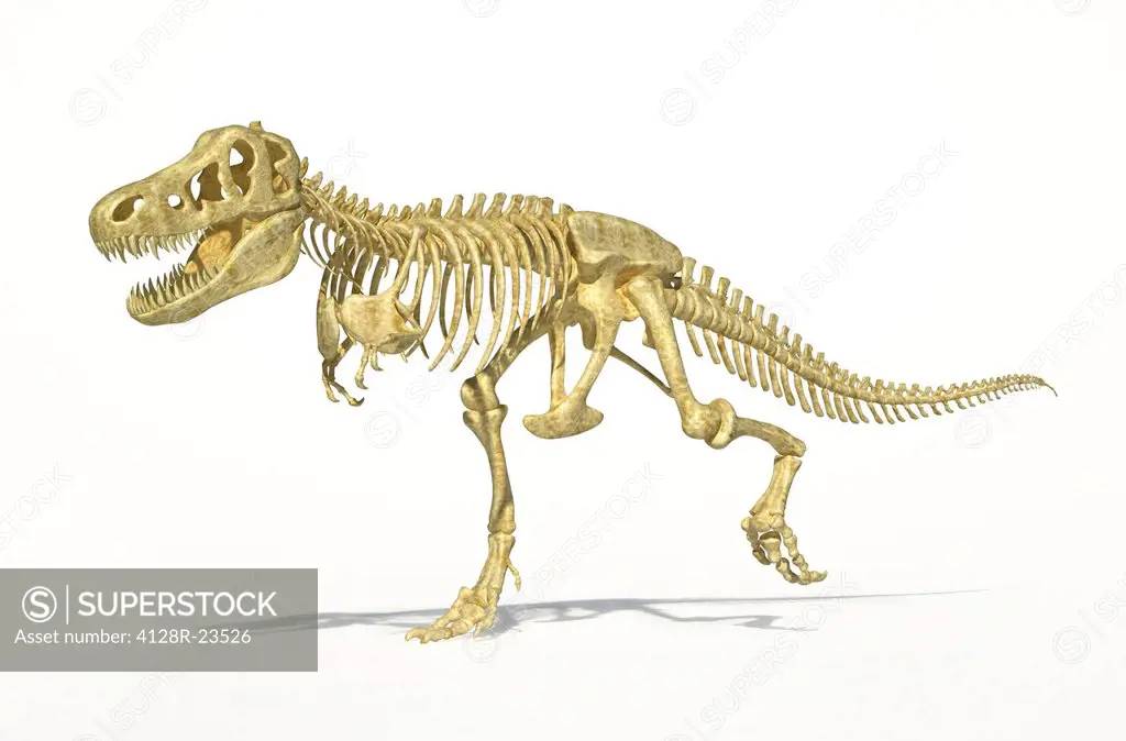Tyrannosaurus rex skeleton, artwork. T.rex was one of the largest carnivorous dinosaurs, measuring 5 metres tall and weighing 7 tonnes. It lived in No...