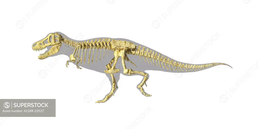 Tyrannosaurus rex skeleton, artwork. T.rex was one of the largest carnivorous dinosaurs, measuring 5 metres tall and weighing 7 tonnes. It lived in No...