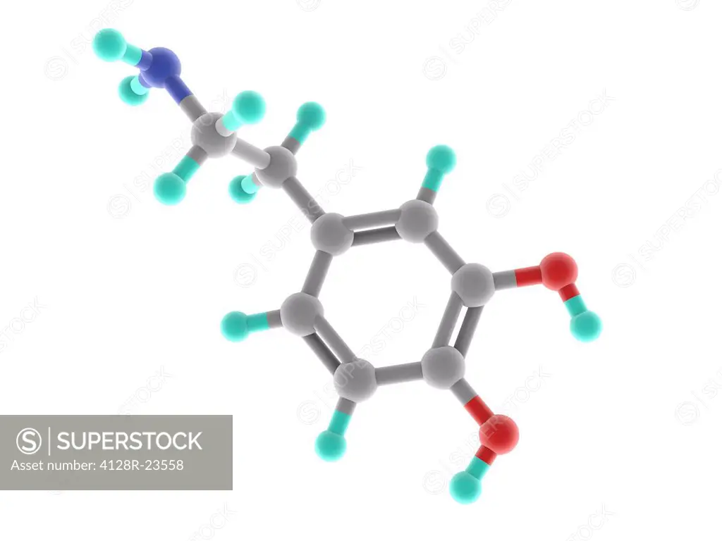 Dopamine, molecular model. Organic compound functioning as a neurotransmitter in the brain. Dopamine is produced in several areas of the brain, and is...