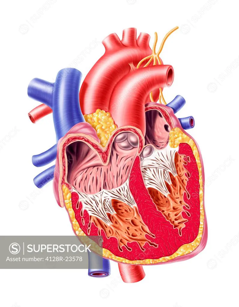 Human heart, cut_away computer artwork.