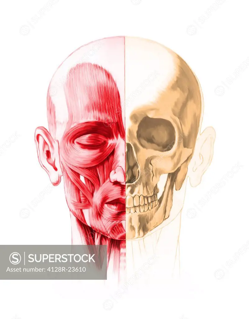 Human facial anatomy, computer artwork.