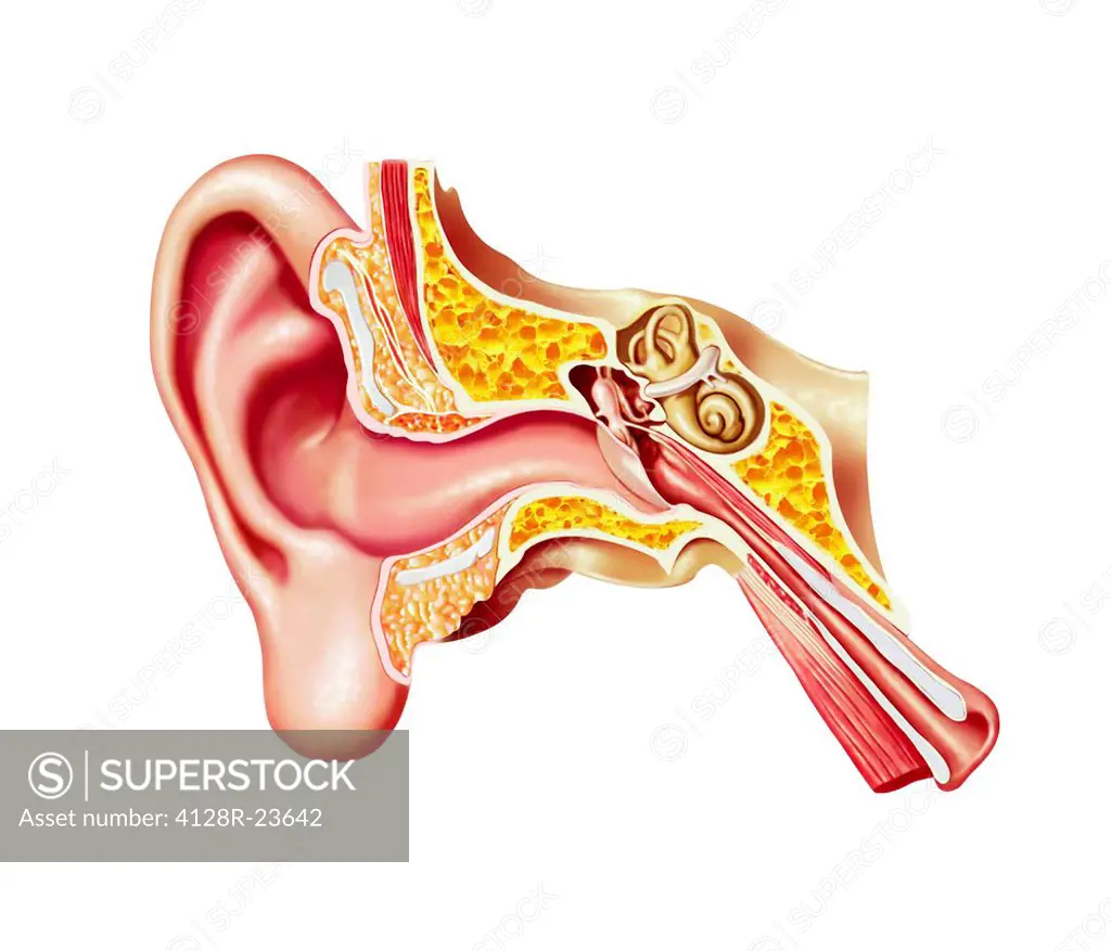 Human ear anatomy, computer artwork.