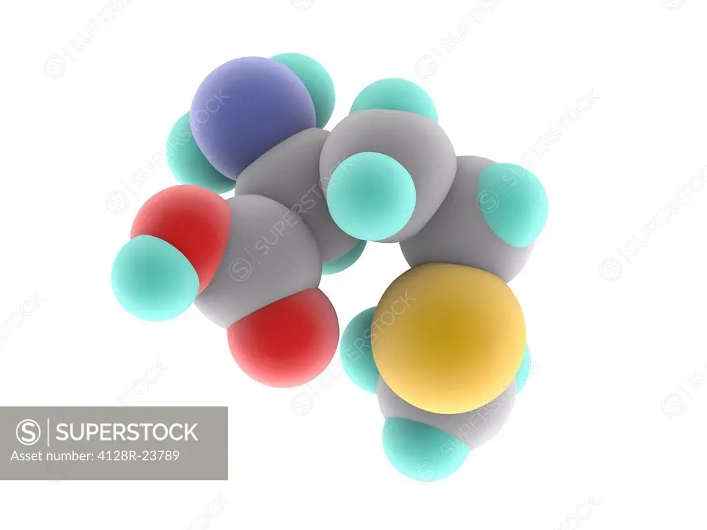 Methionine, molecular model. Essential alpha_amino acid. Atoms are represented as spheres and are colour_coded: carbon grey, hydrogen blue_green, nitr...