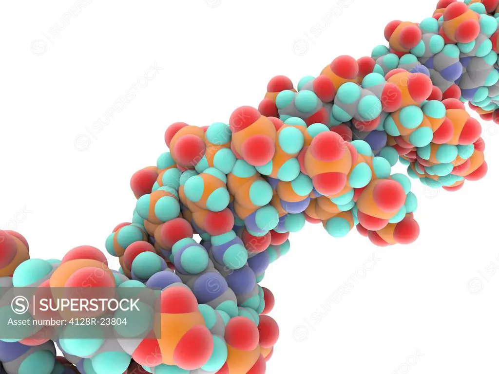 DNA molecule, computer artwork.