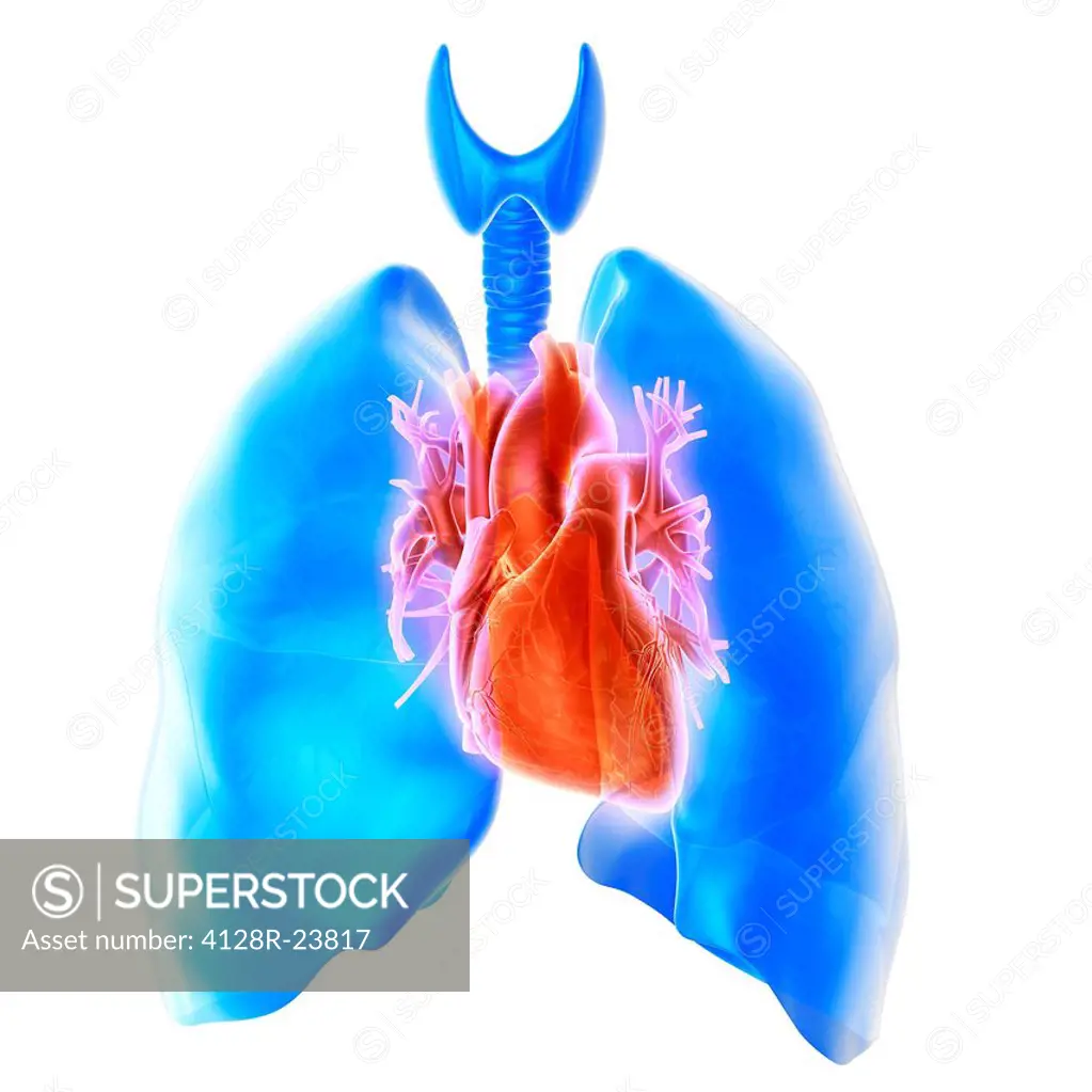 Heart and lungs. Computer artwork showing the trachea windpipe, top left, heart centre and lungs lower right and upper left. Normally, the position of...