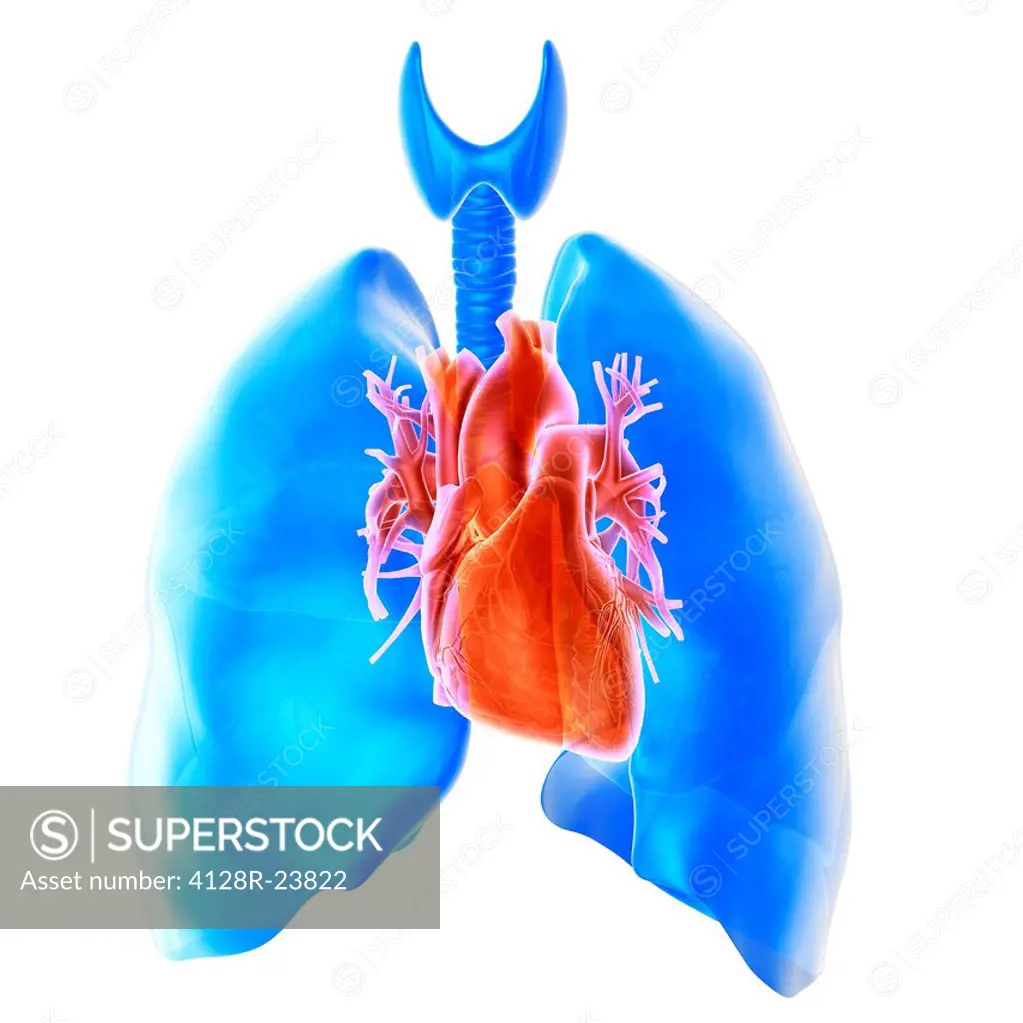 Heart and lungs. Computer artwork showing the trachea windpipe, top left, heart centre and lungs lower right and upper left. Normally, the position of...