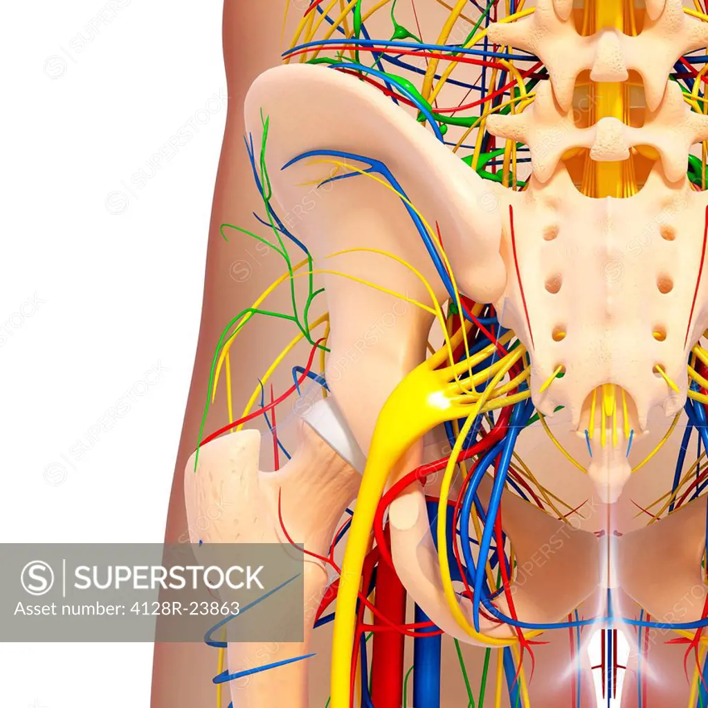 Pelvis anatomy, computer artwork.