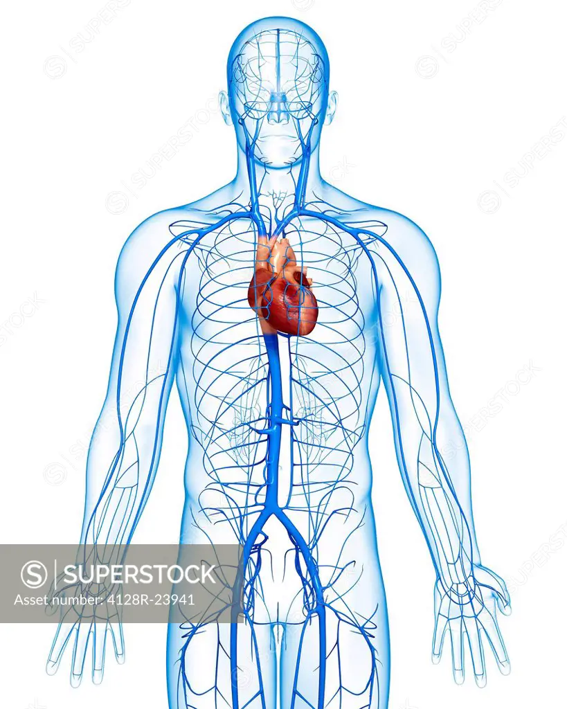 Human veins, computer artwork.