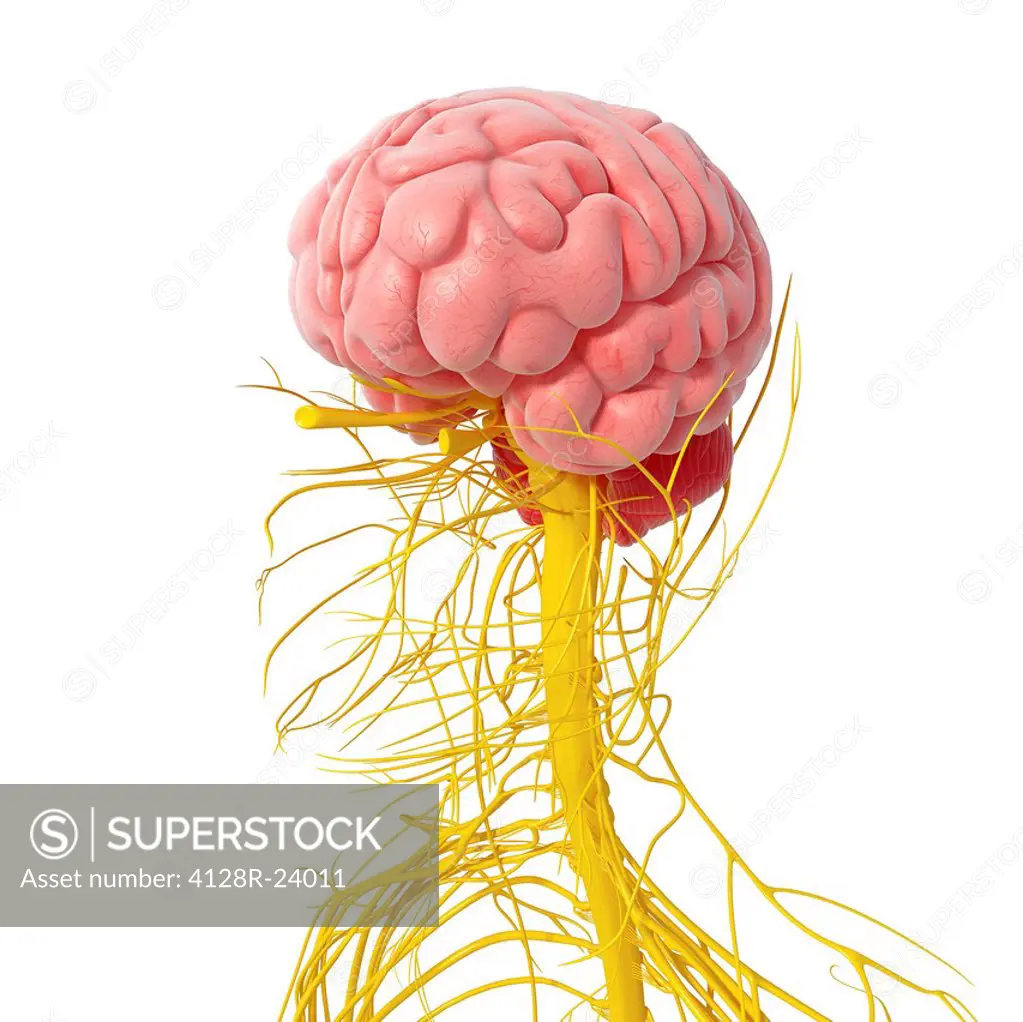 Nervous system of the head, computer artwork.