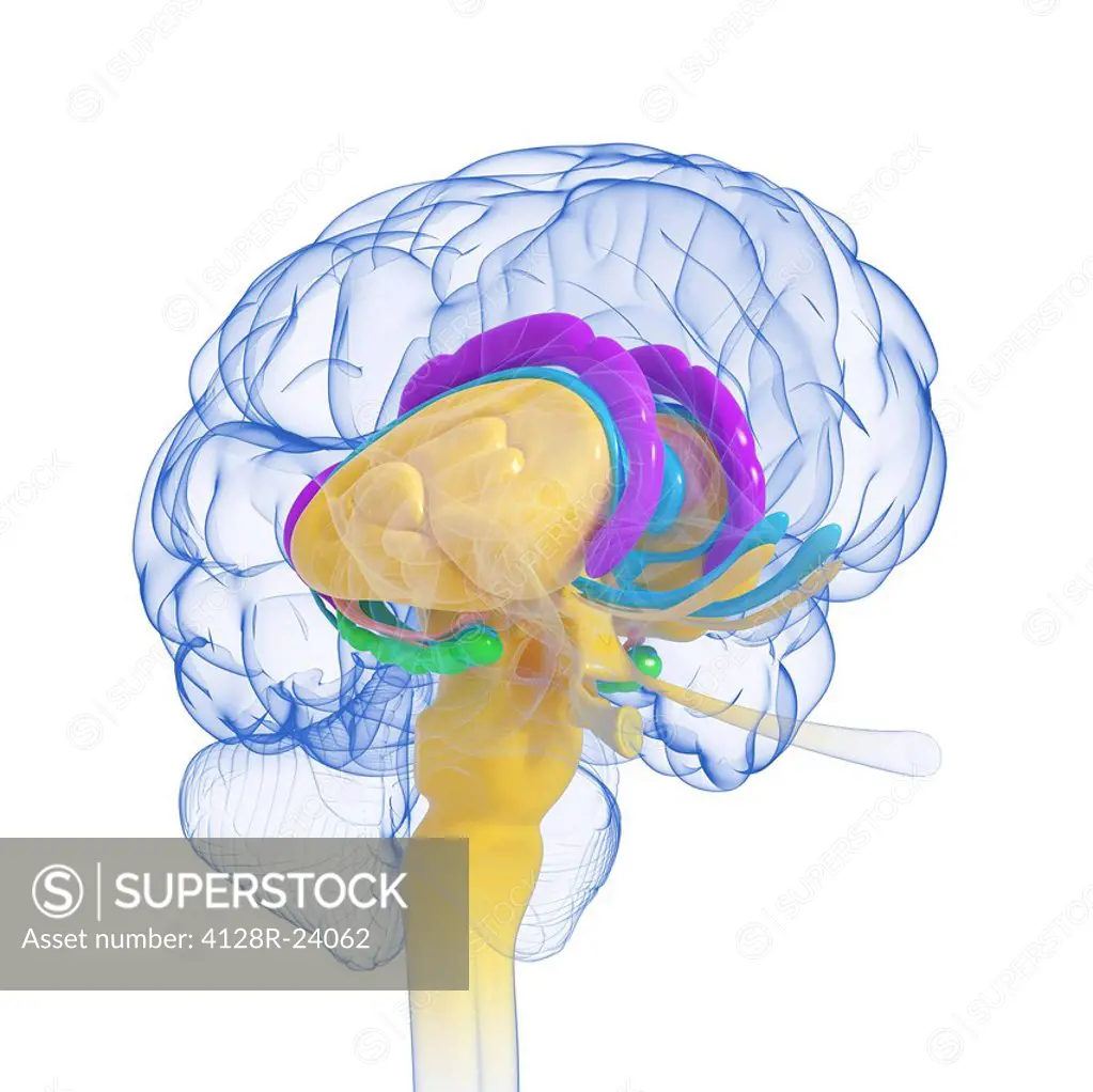 Brain anatomy, computer artwork.