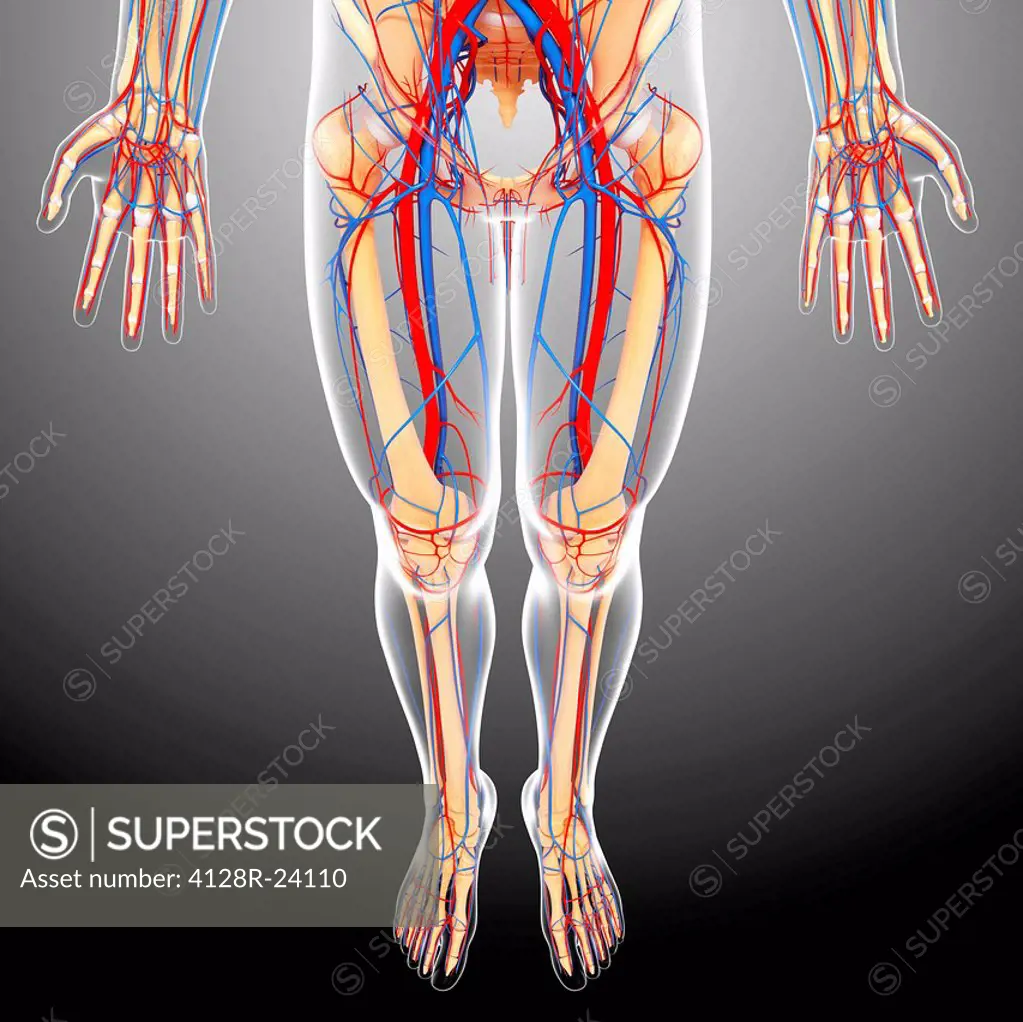 Lower body anatomy, computer artwork.