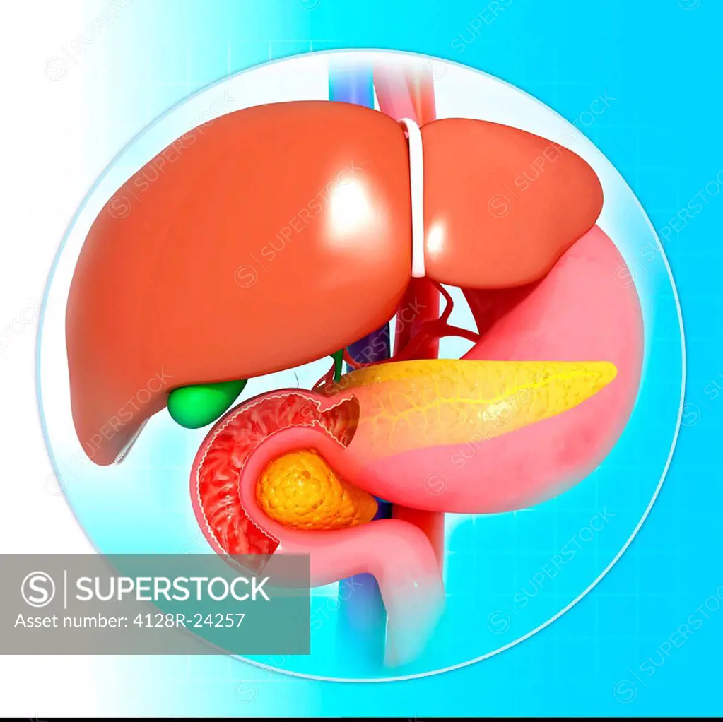 Healthy liver, stomach and pancreas, computer artwork.