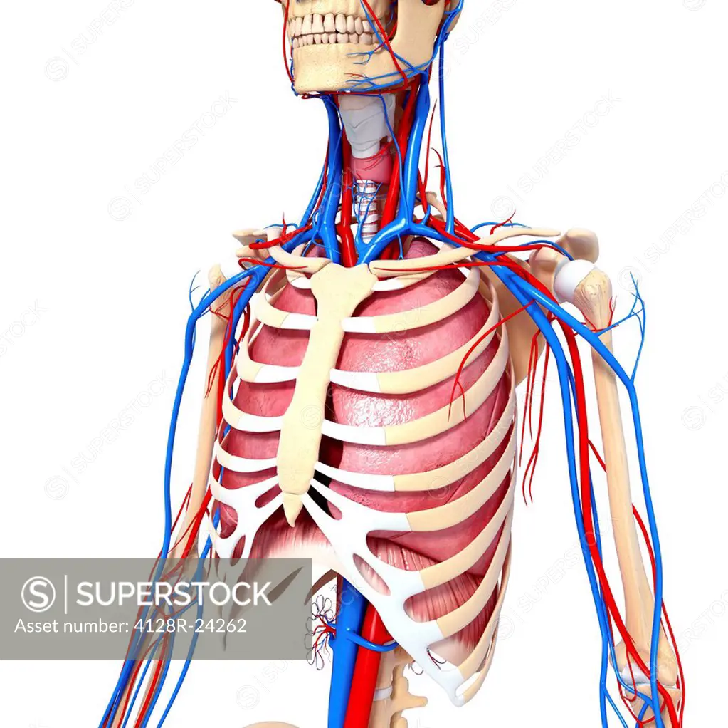Chest anatomy, computer artwork.
