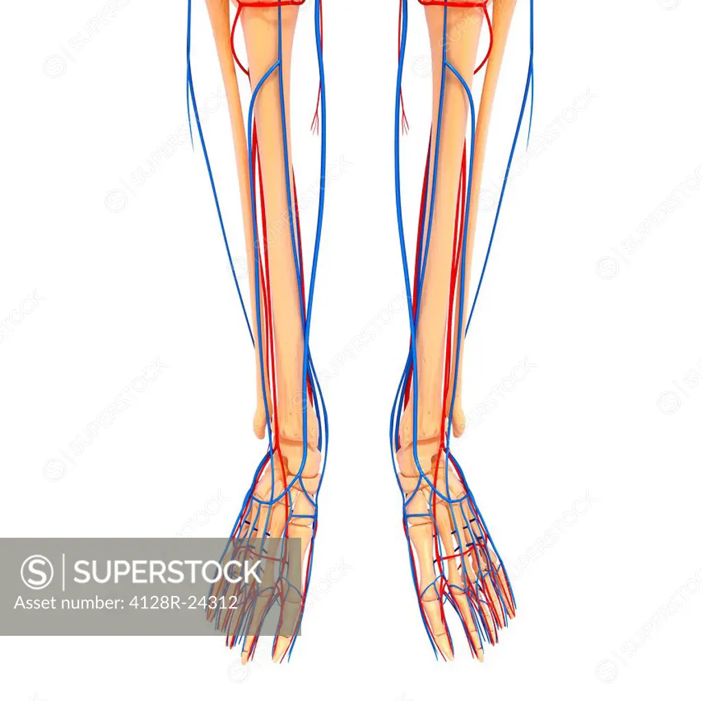 Lower leg anatomy, computer artwork.