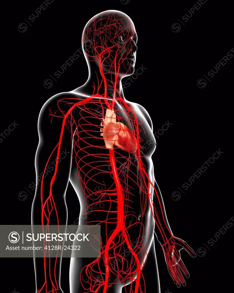 Human arteries, computer artwork.