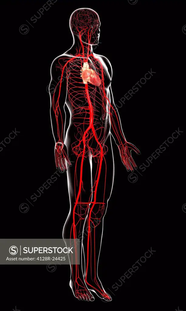 Human arteries, computer artwork.