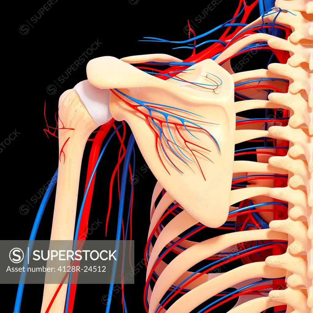 Shoulder anatomy, computer artwork.
