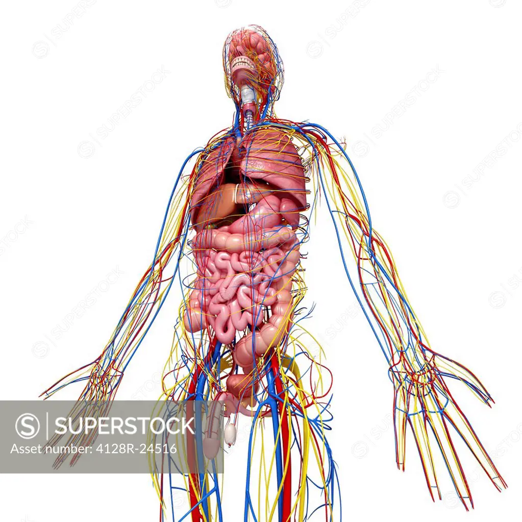 Male anatomy, computer artwork.