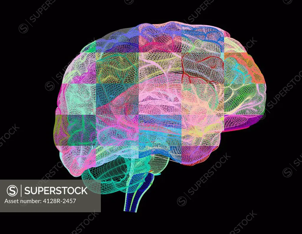 Human brain, computer artwork