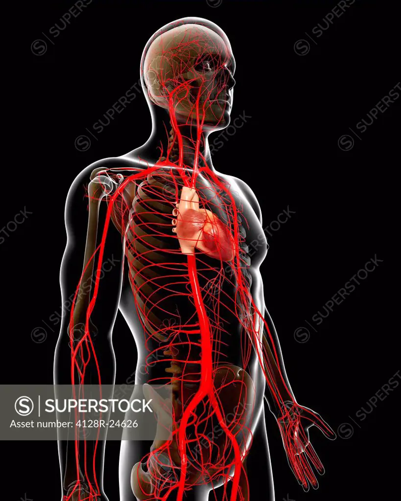 Human arteries, computer artwork.