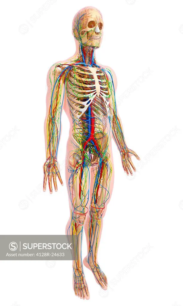 Male anatomy, computer artwork.
