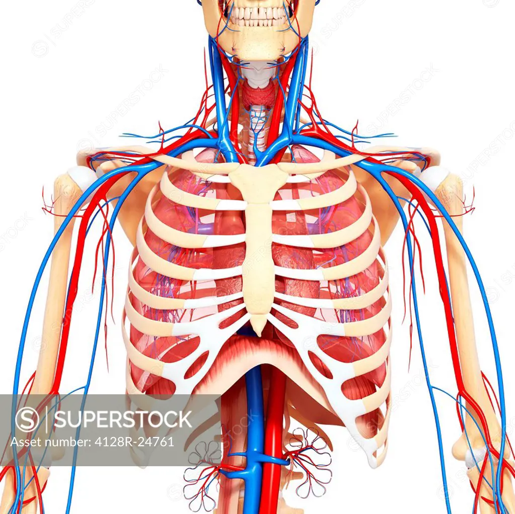 Chest anatomy, computer artwork.