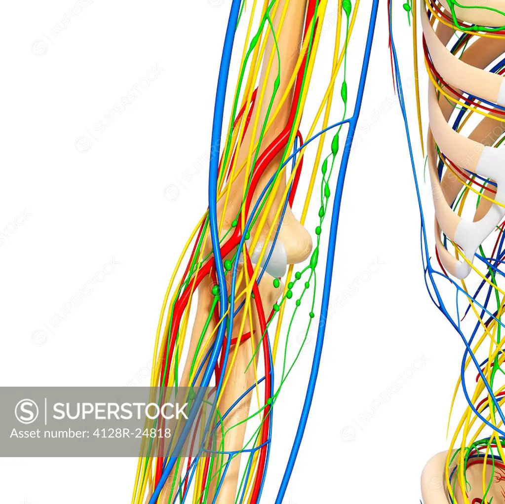 Elbow anatomy, computer artwork.
