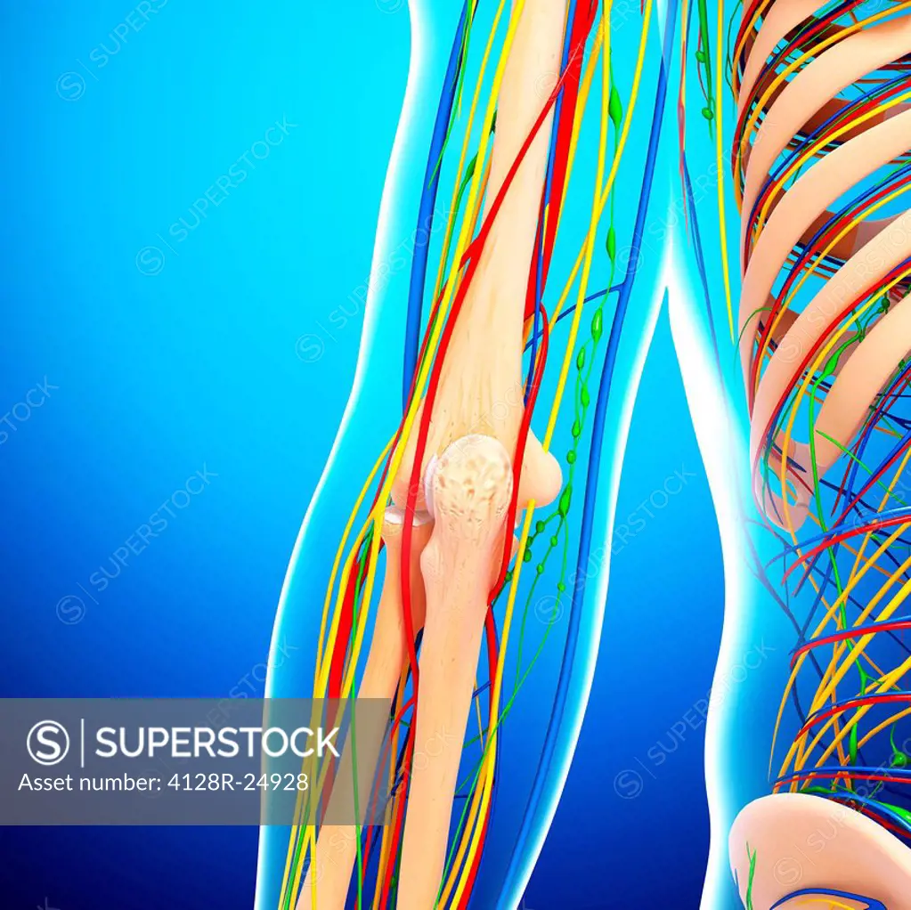 Elbow anatomy, computer artwork.