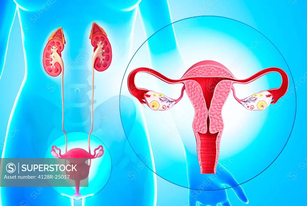 Female reproductive system, computer artwork.