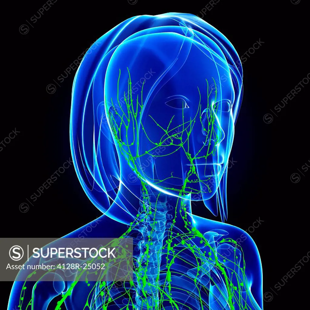 Female lymphatic system, computer artwork.