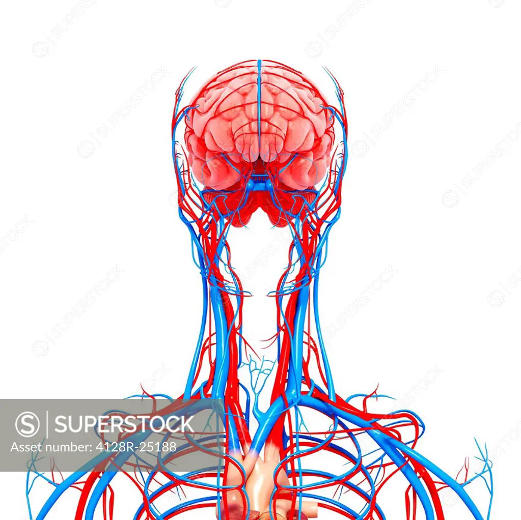 Upper body anatomy, computer artwork.