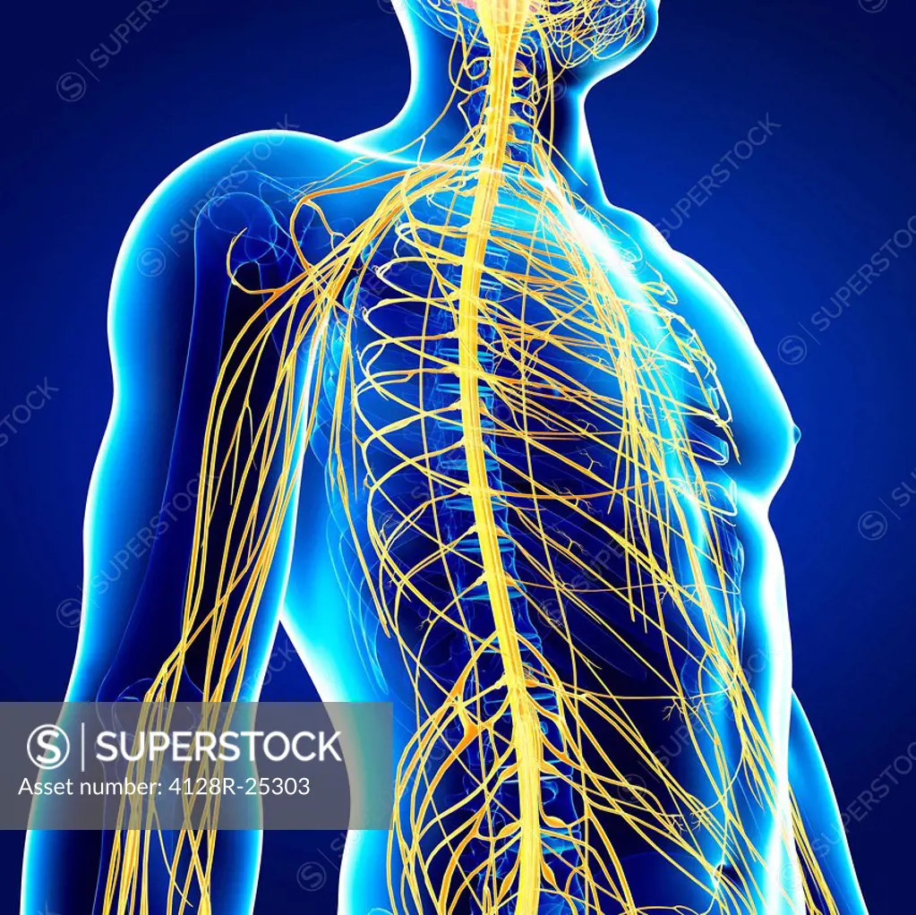 Male nervous system, computer artwork.