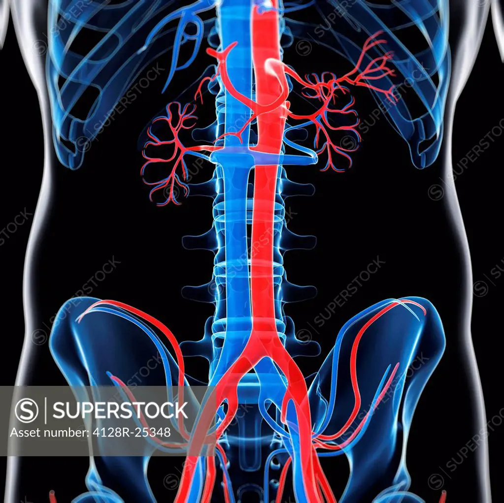 Abdominal aorta and vena cava, computer artwork.