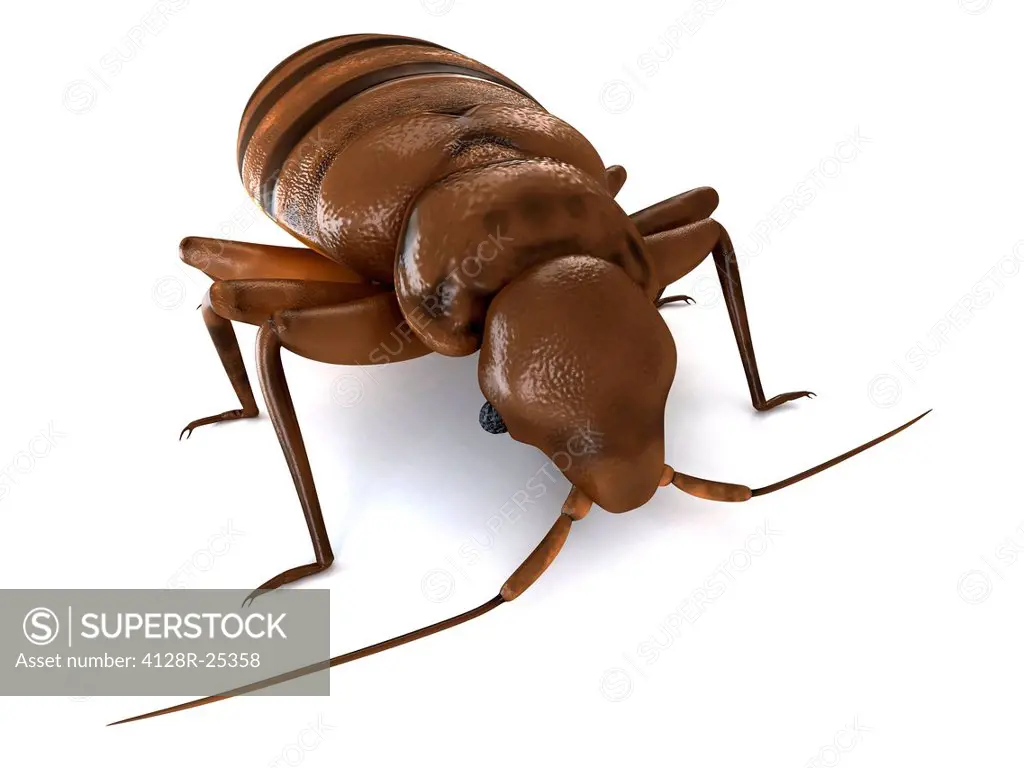 Bedbug (Cimex sp.), computer artwork.