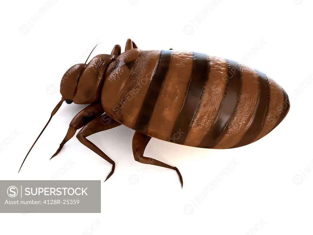 Bedbug (Cimex sp.), computer artwork.
