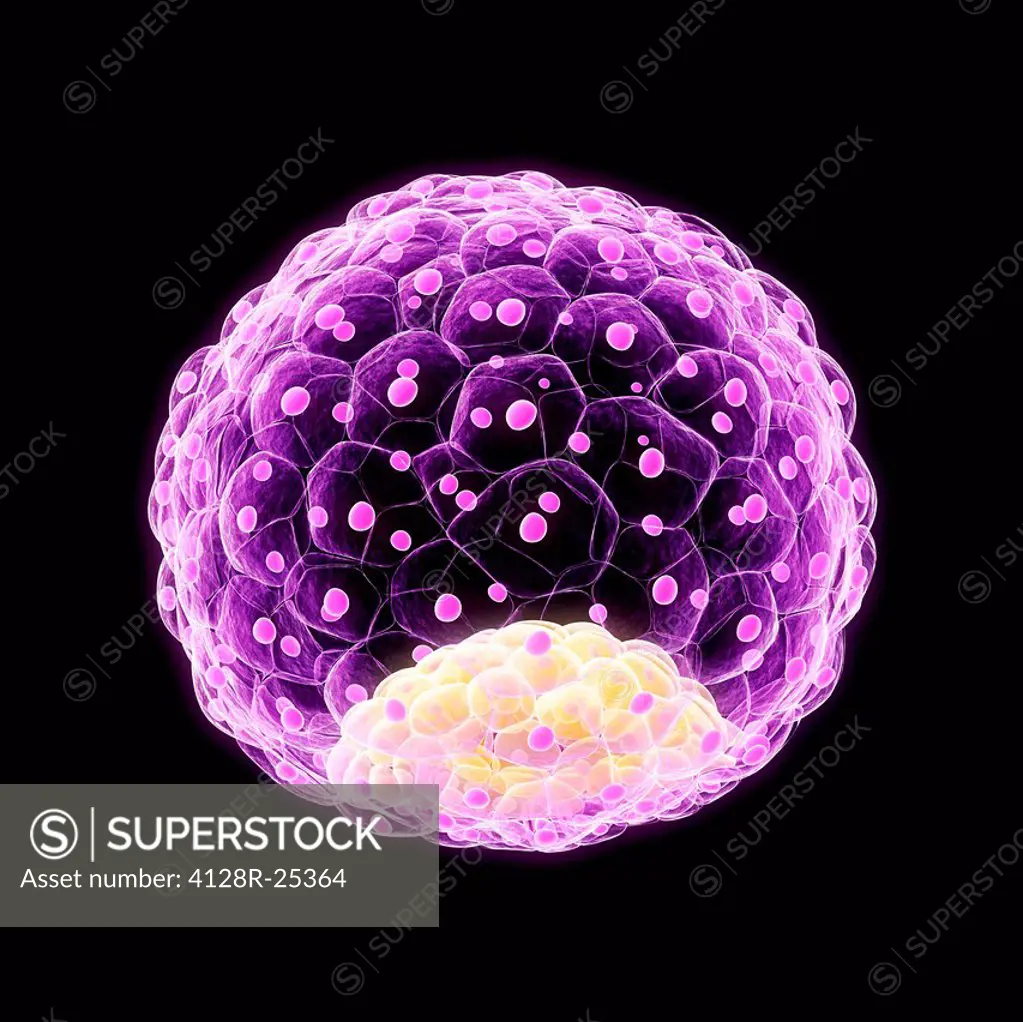 Blastocyst. Computer artwork of a 100-cell blastocyst embryo.