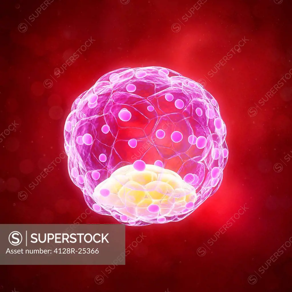 Blastocyst. Computer artwork of a 58-cell blastocyst embryo.